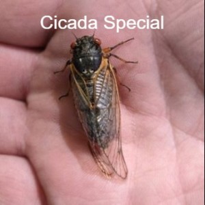 Cicada Special