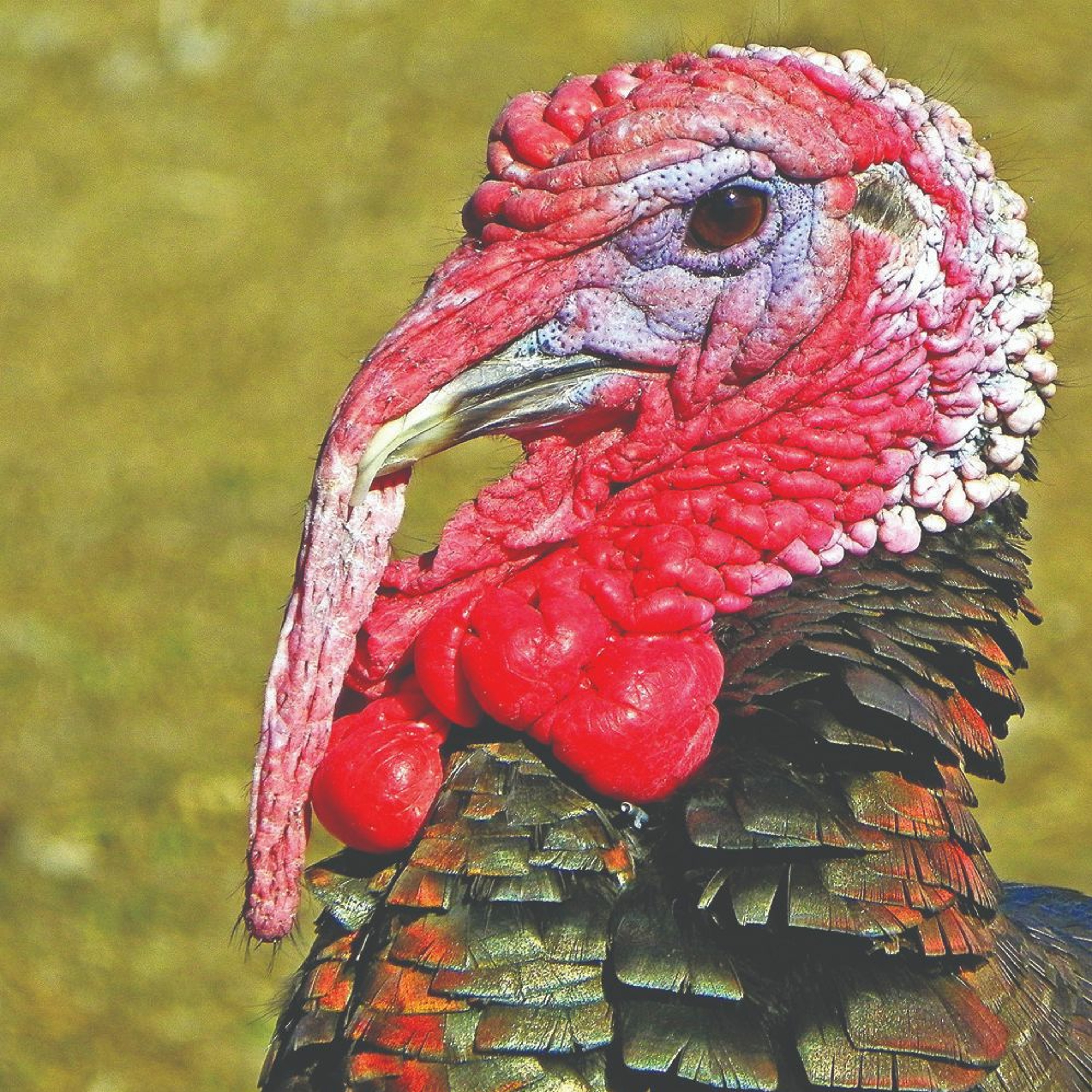 Cover for episode: The Podquisition ”Special” One-Man Turkey-Boy Episode