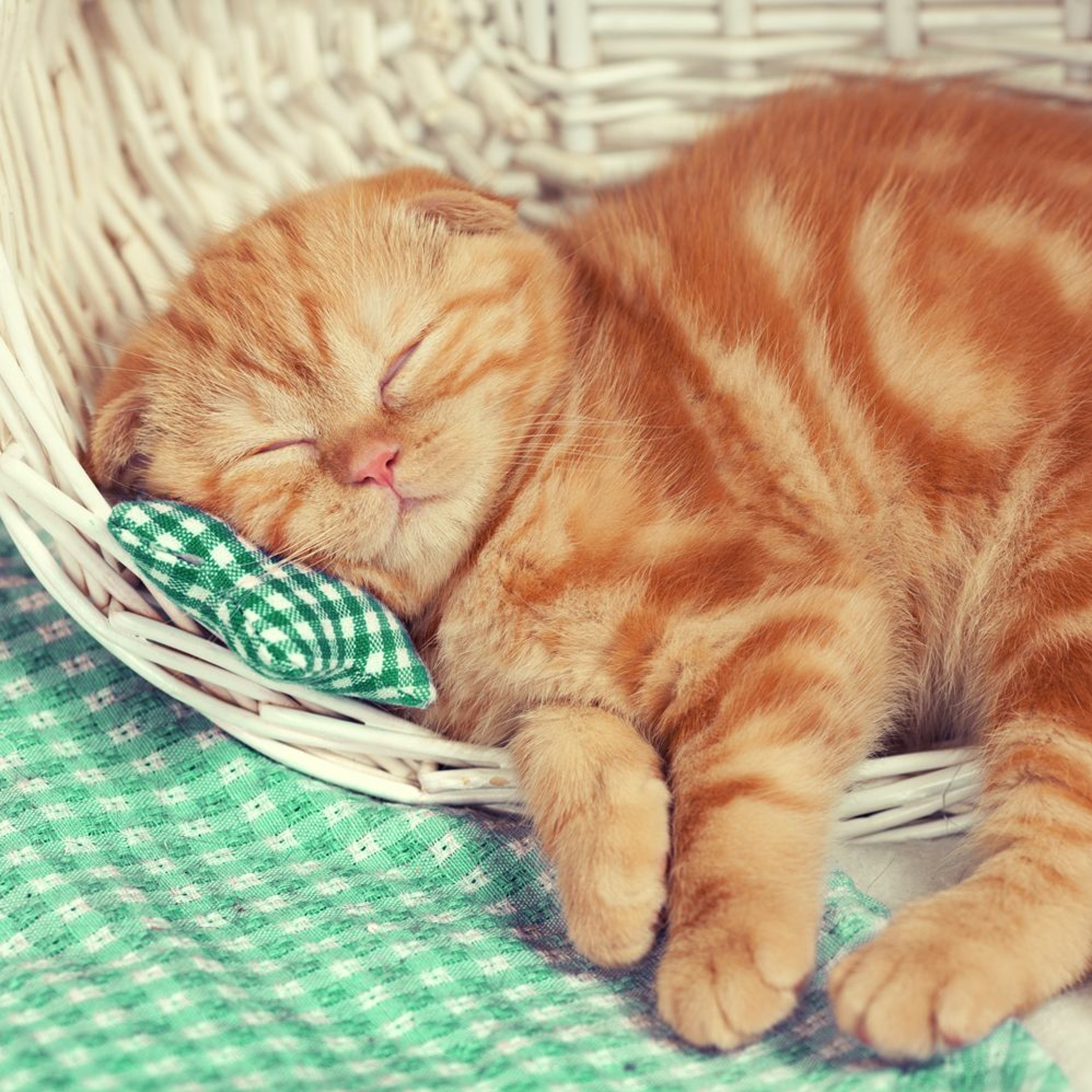 Cover for episode: Podquisition 435: Cat Nightmare