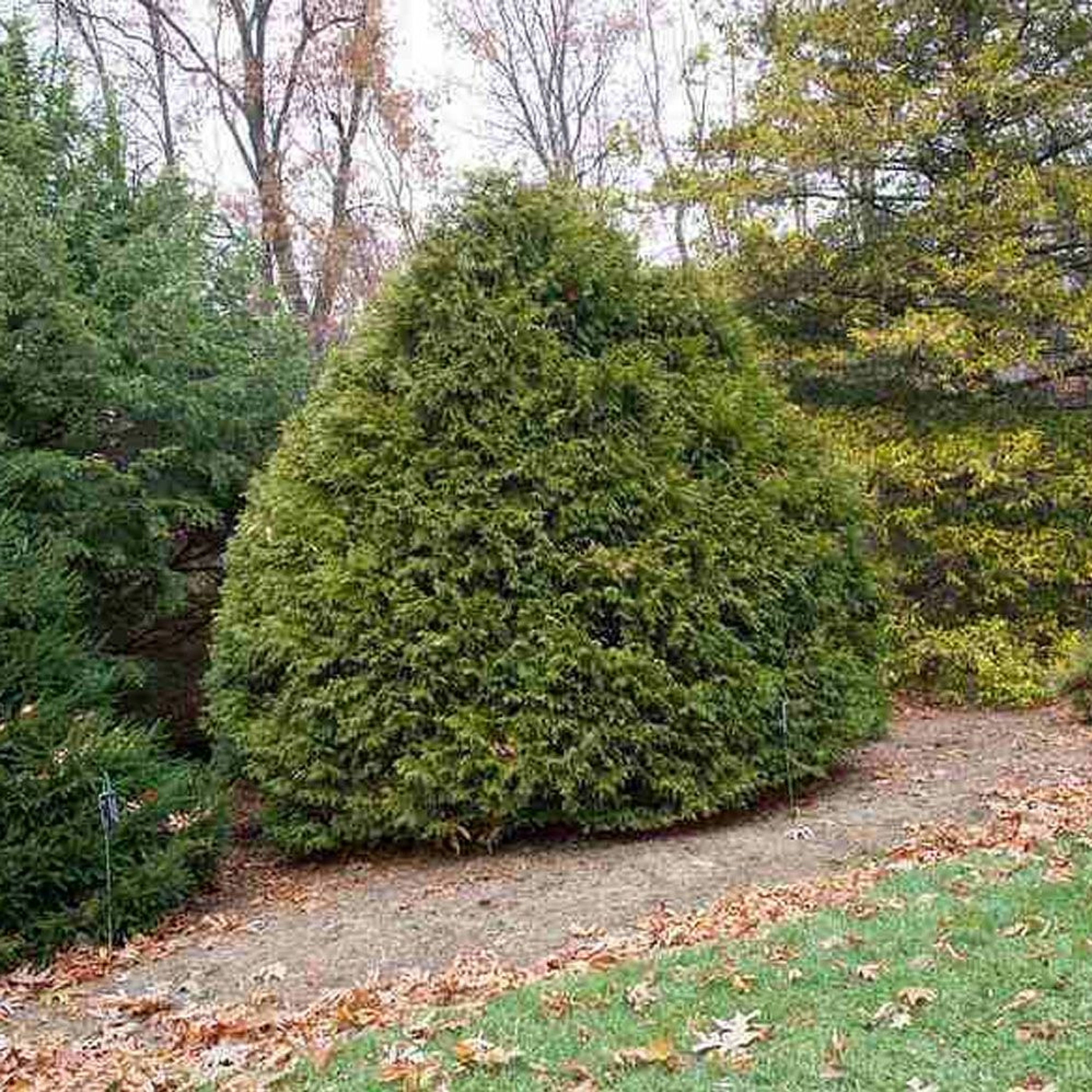 Cover for episode: Podquisition 380: Finding the Perfect Bush