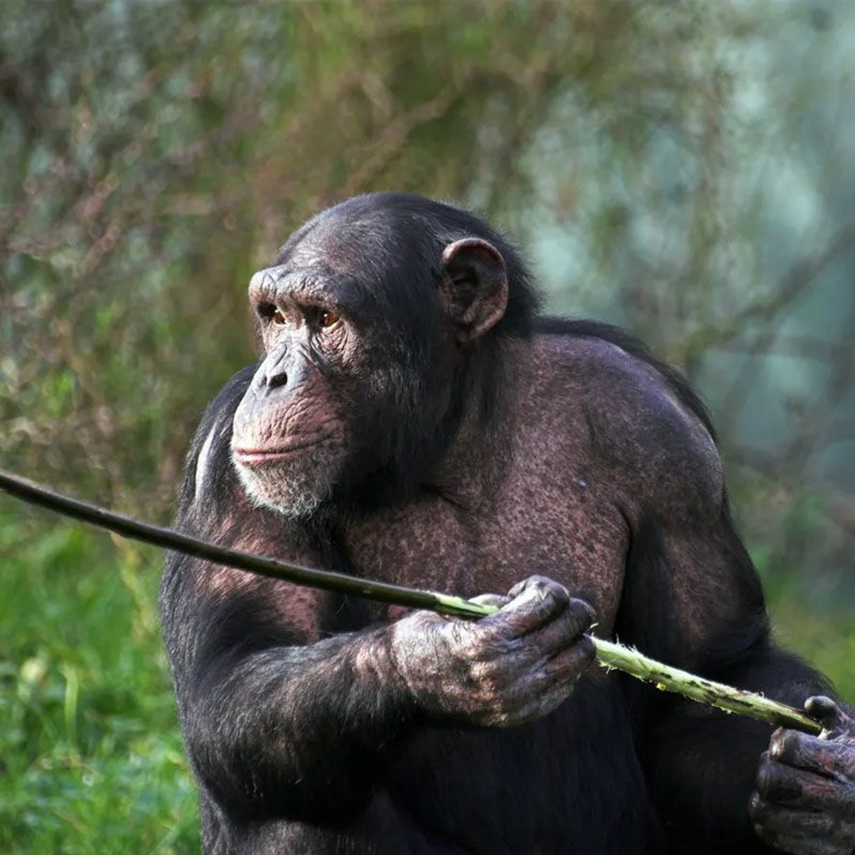 Cover for episode: Podquisition 305: Chimps going hog wild
