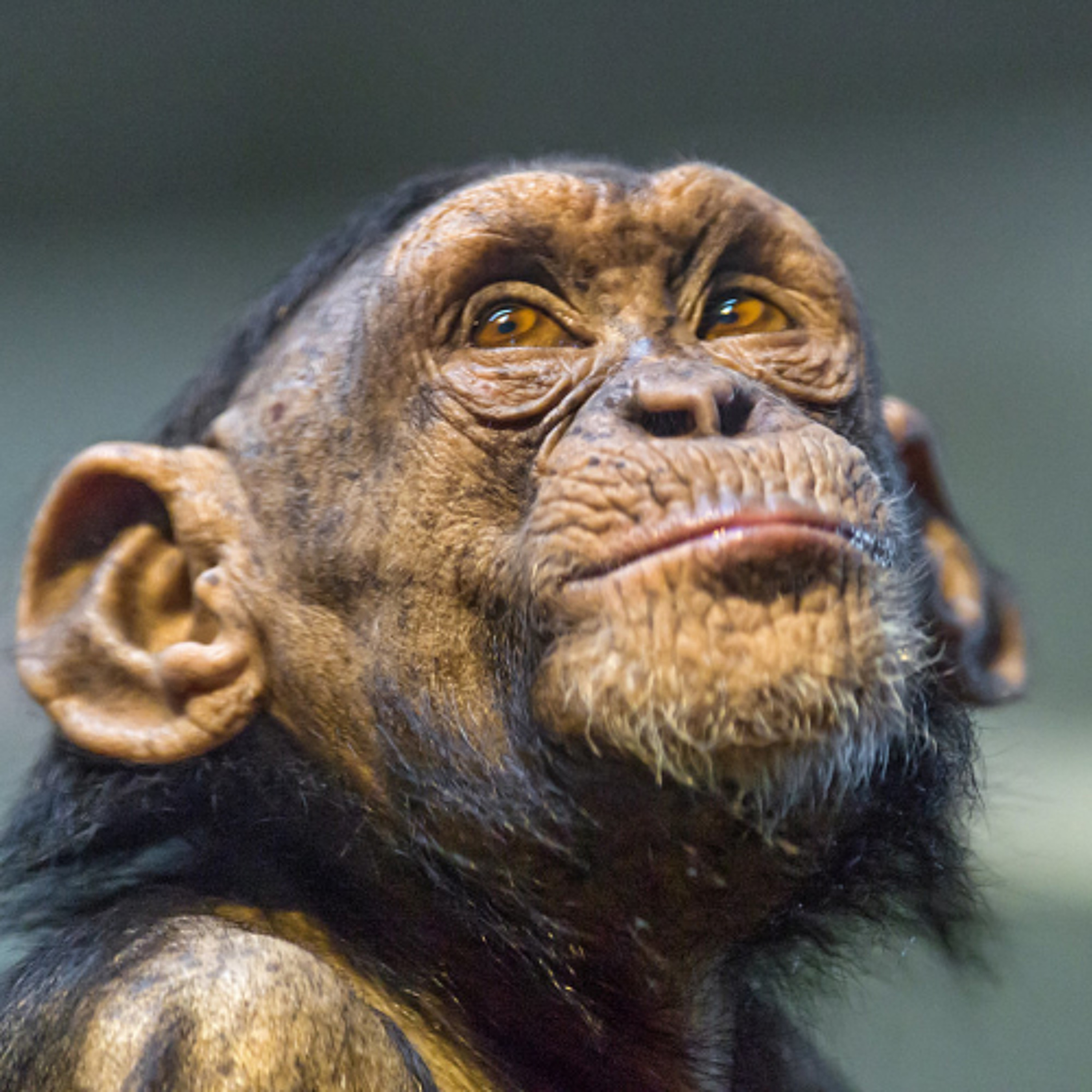 Cover for episode: Podquisition 536: Chimp Gel