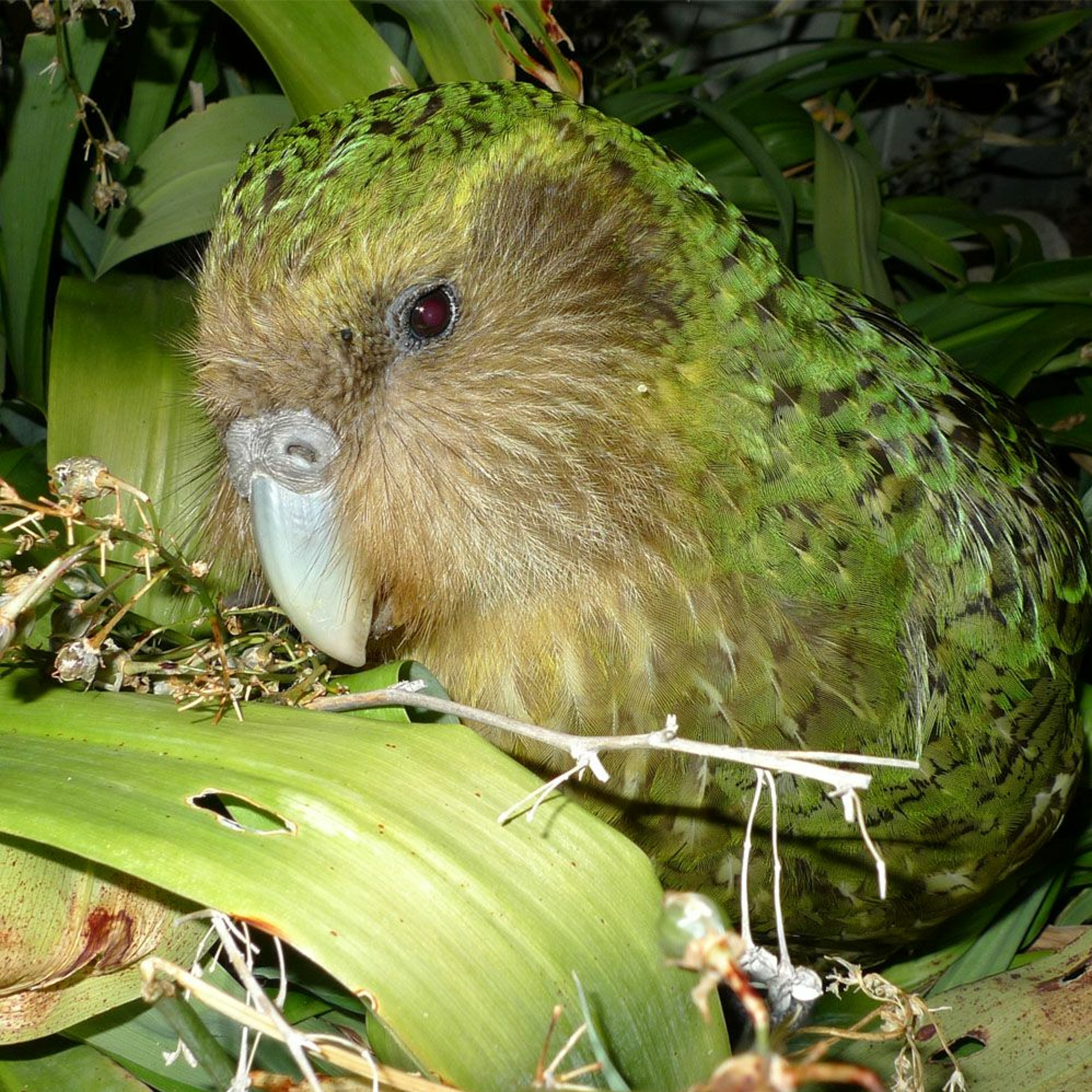 Cover for episode: Podquisition 362: The Saddest Animals