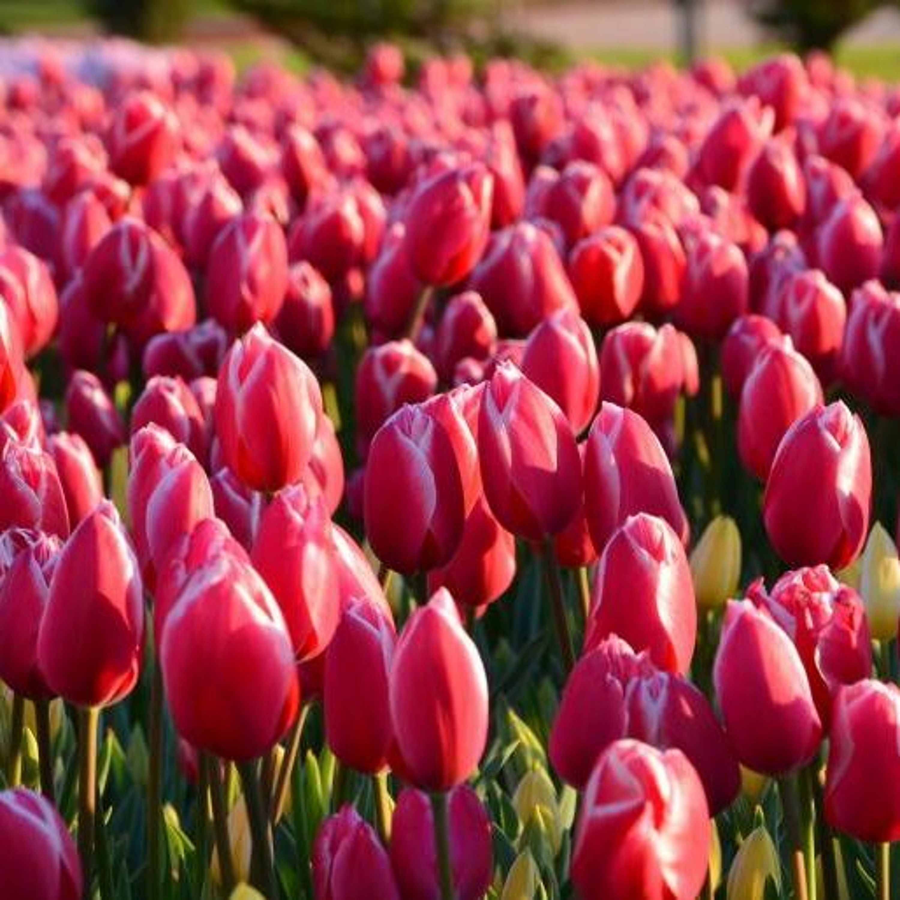 Cover for episode: Podquisition 255: Tulips In Knickers