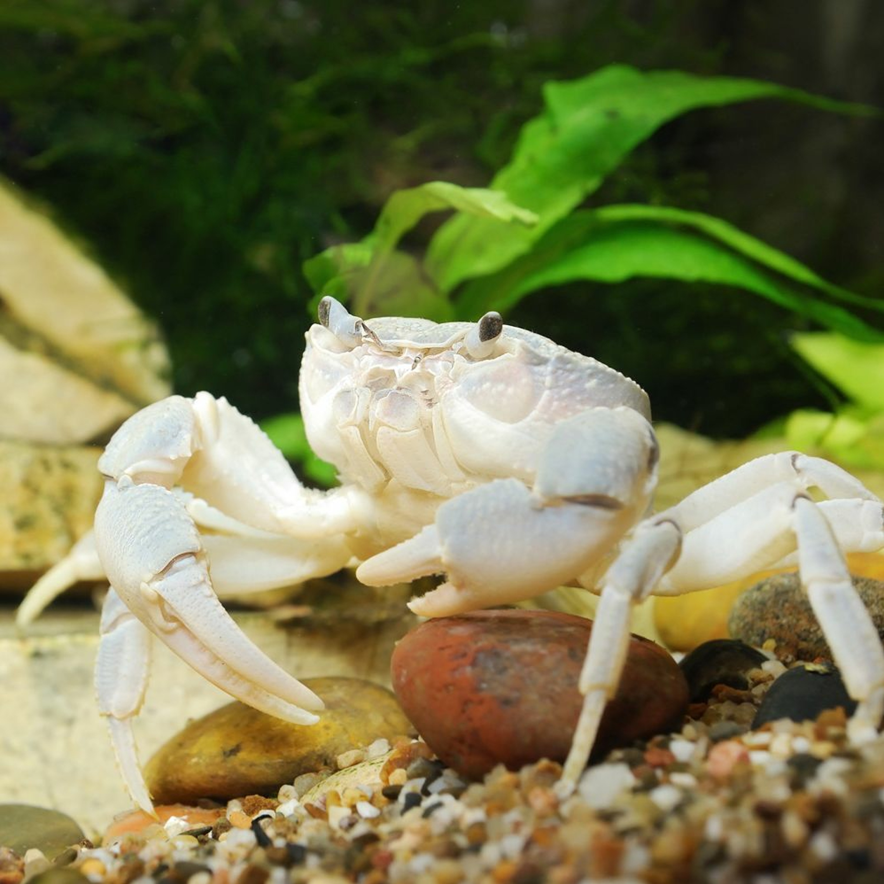 Cover for episode: Podquisition 421: Your Choice of Crabs