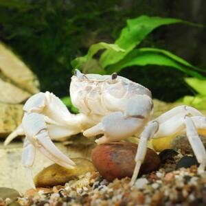 Podquisition 421: Your Choice of Crabs
