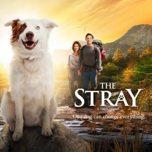 Mitch Davis & The Stray