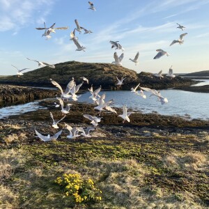Flovær Radio, tredje episode, bli med fuglevokter Vibeke Steinsholm på kutting av sild og mating av ærfugl og måker