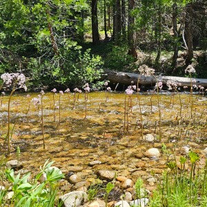 Unlocking Creativity in Sierra Nevada