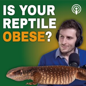 Is your reptile obese?