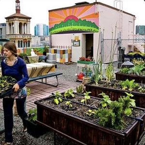 Story 3: Garden On The Rooftop