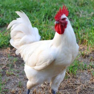 Willow’s Waye: Bresse Chickens Pt2