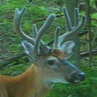 Archery opener 2021