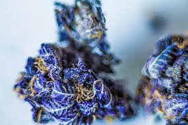 42 Strains: Episode 2 Purple Fantasy