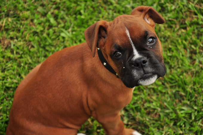 Boxer dog