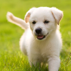 How to train your  Puppie