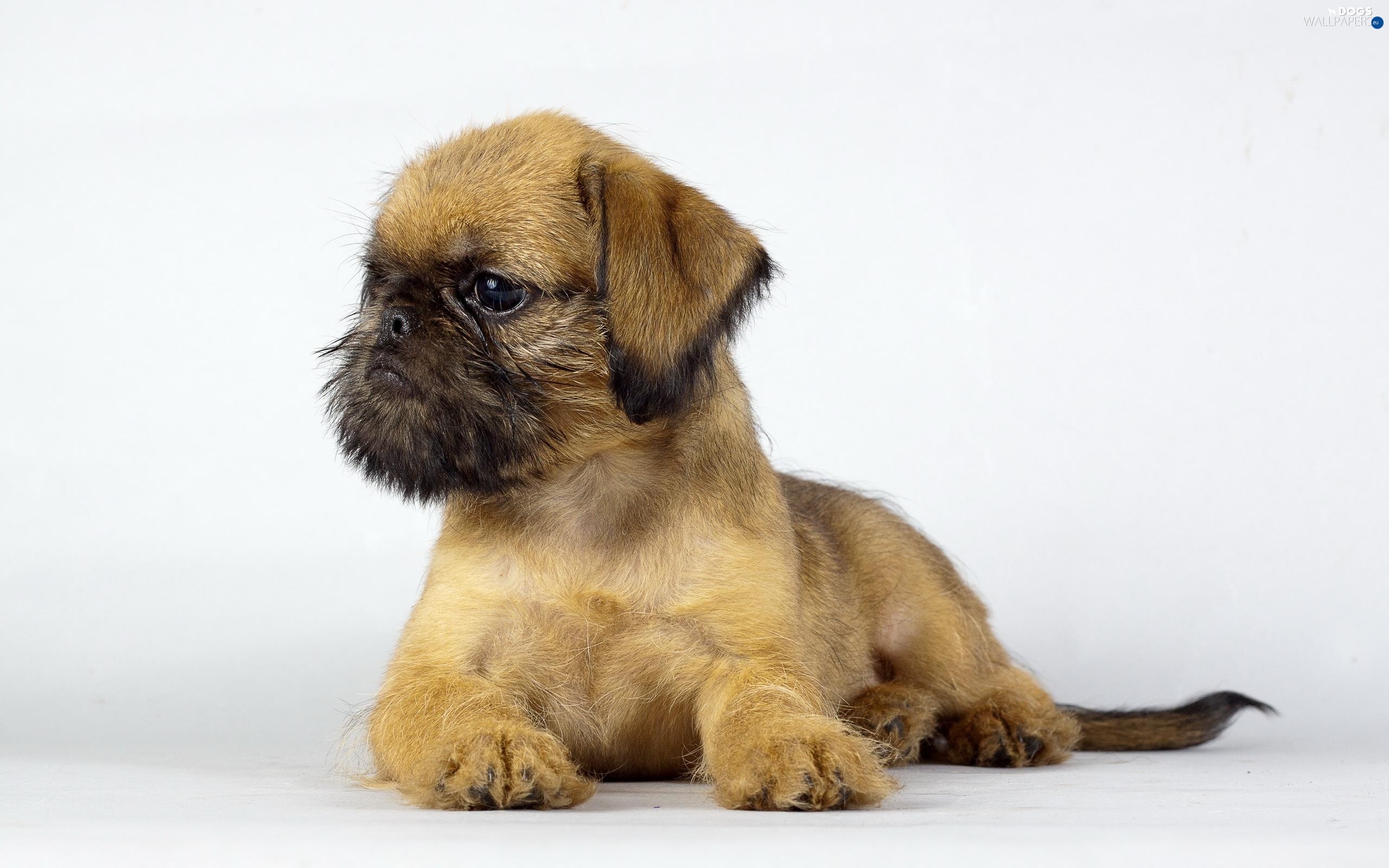 How to train your Puppie