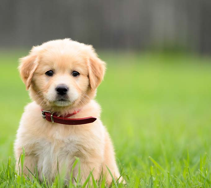 How to train your puppie