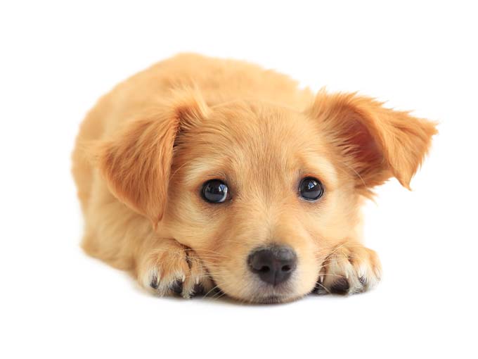 6 Fun Facts about Puppies