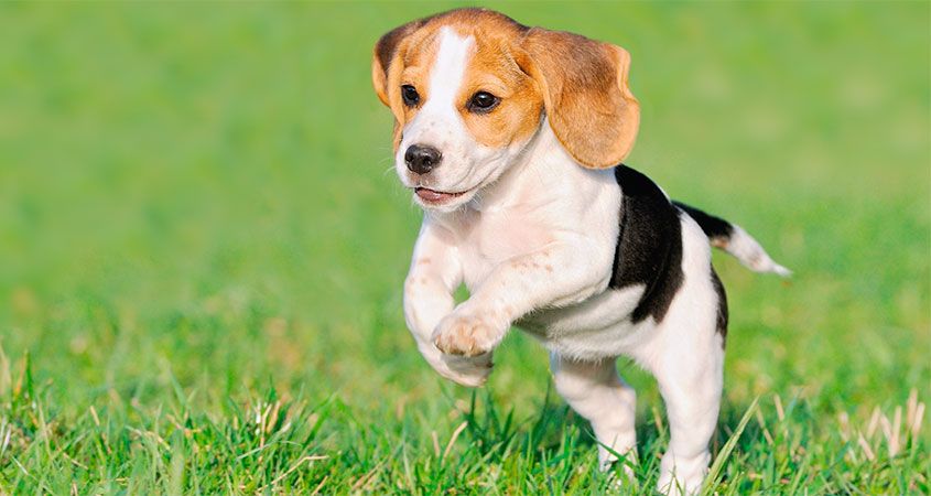 How to train your puppie