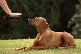 How to train your dog