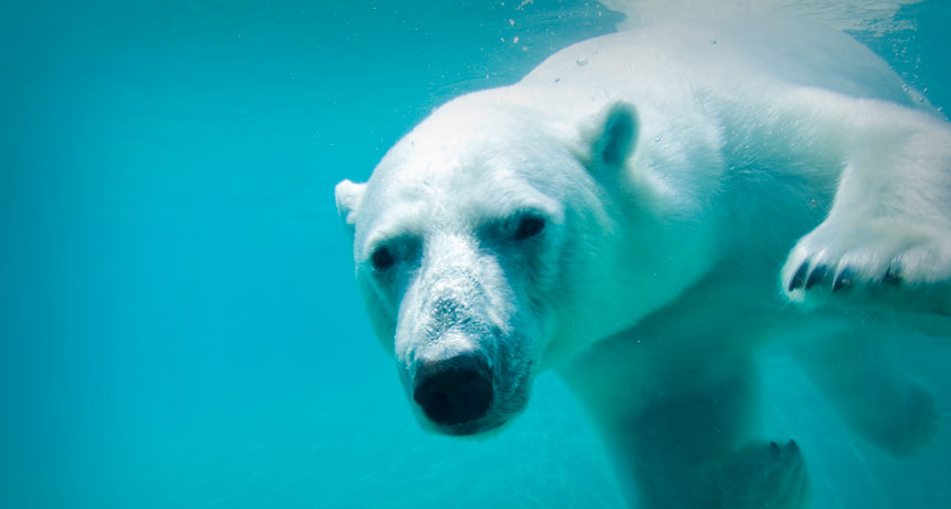 how do polar bears swim