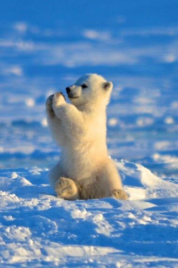 polar bears deffend there selfs