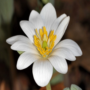 October Country : Bloodroot