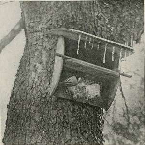 The Secret History of Birds