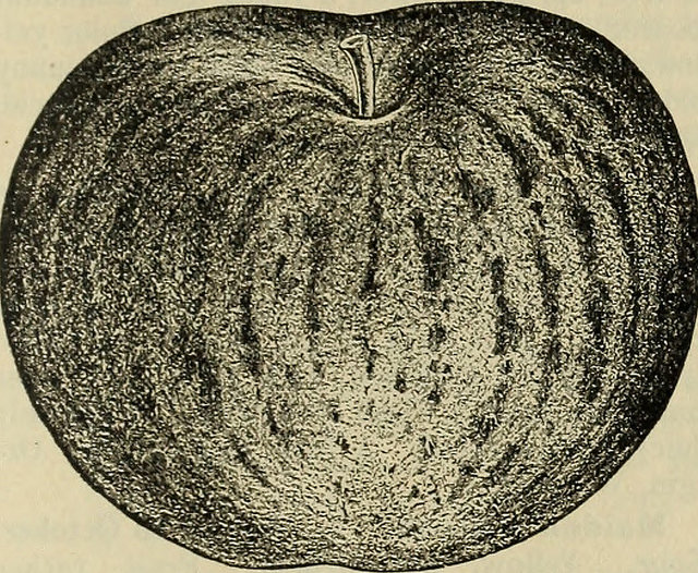 Joe and the Golden Apples