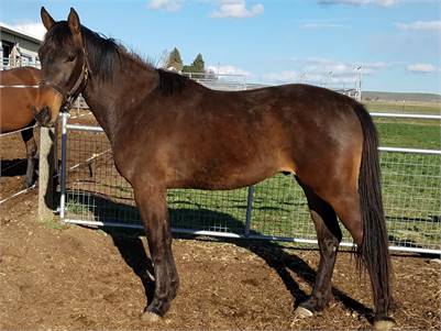 Working Hunter Horses For Sale