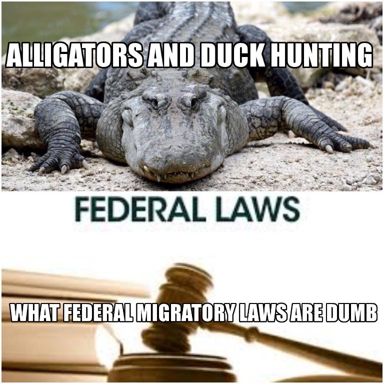 Alligators, Duck Hunting, Dumb Federal Migratory Bird Laws