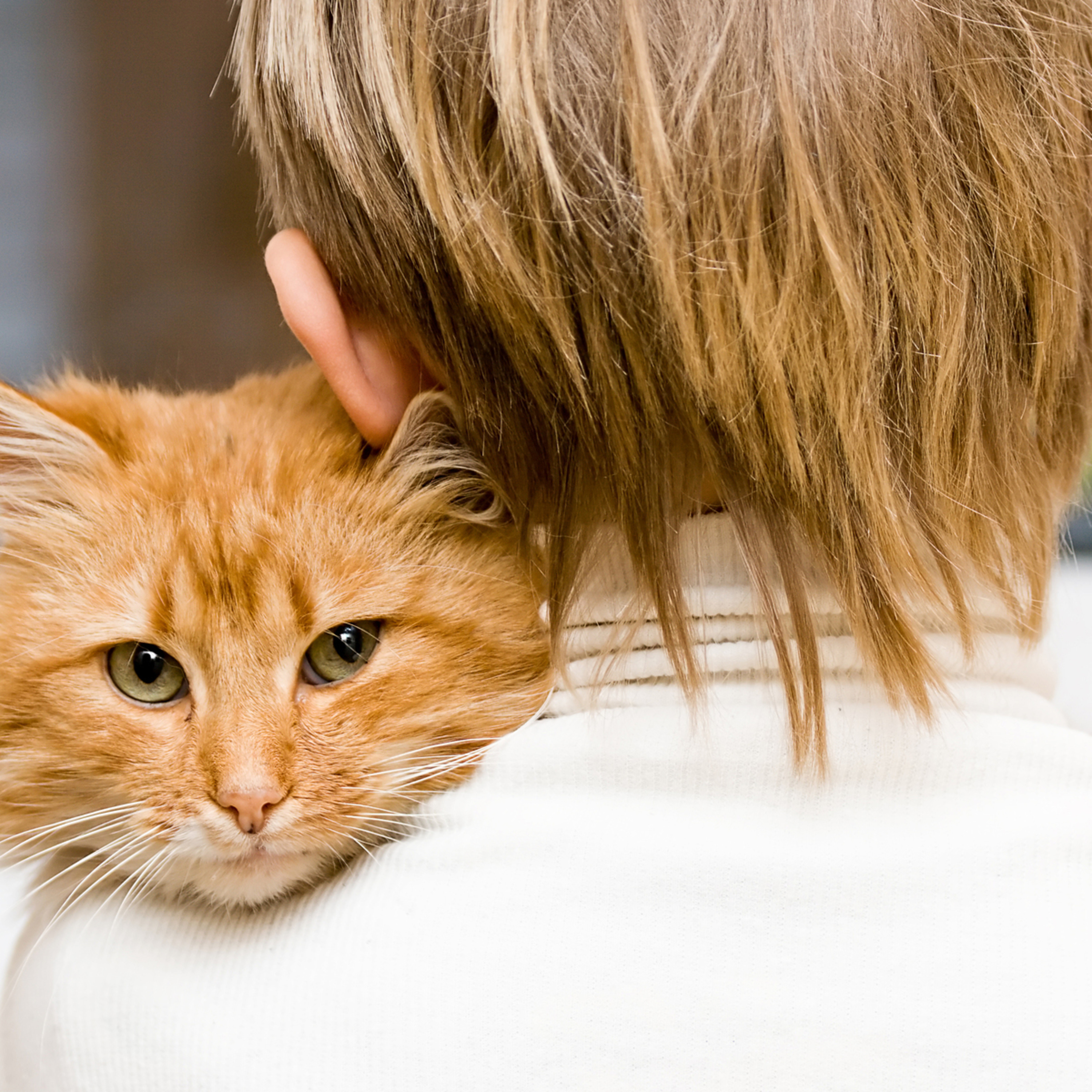 Happy Cats Wellness