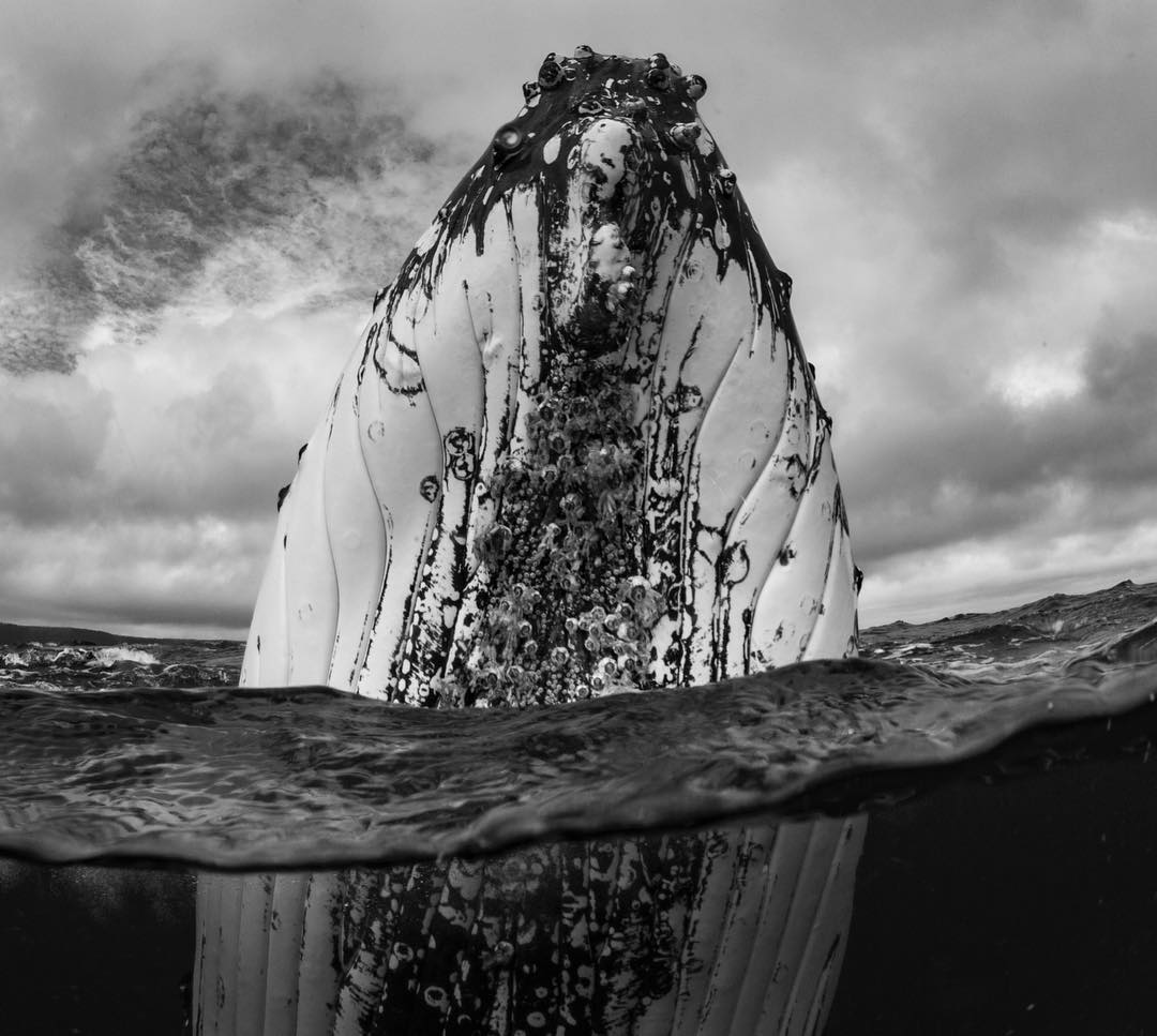 Ocean swimming... with whales (part 2)