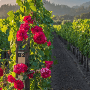 Roses and Grapes (27th Sunday of Ordinary Time, 10.8.23)