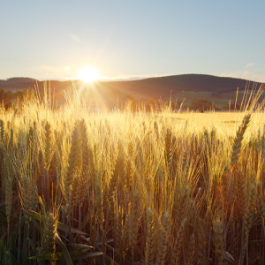 Matthew 13:24-39 Parable of the Wheat and Tares