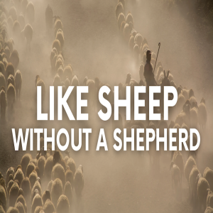 Like Sheep without a Shepherd