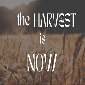 The HARVEST is NOW