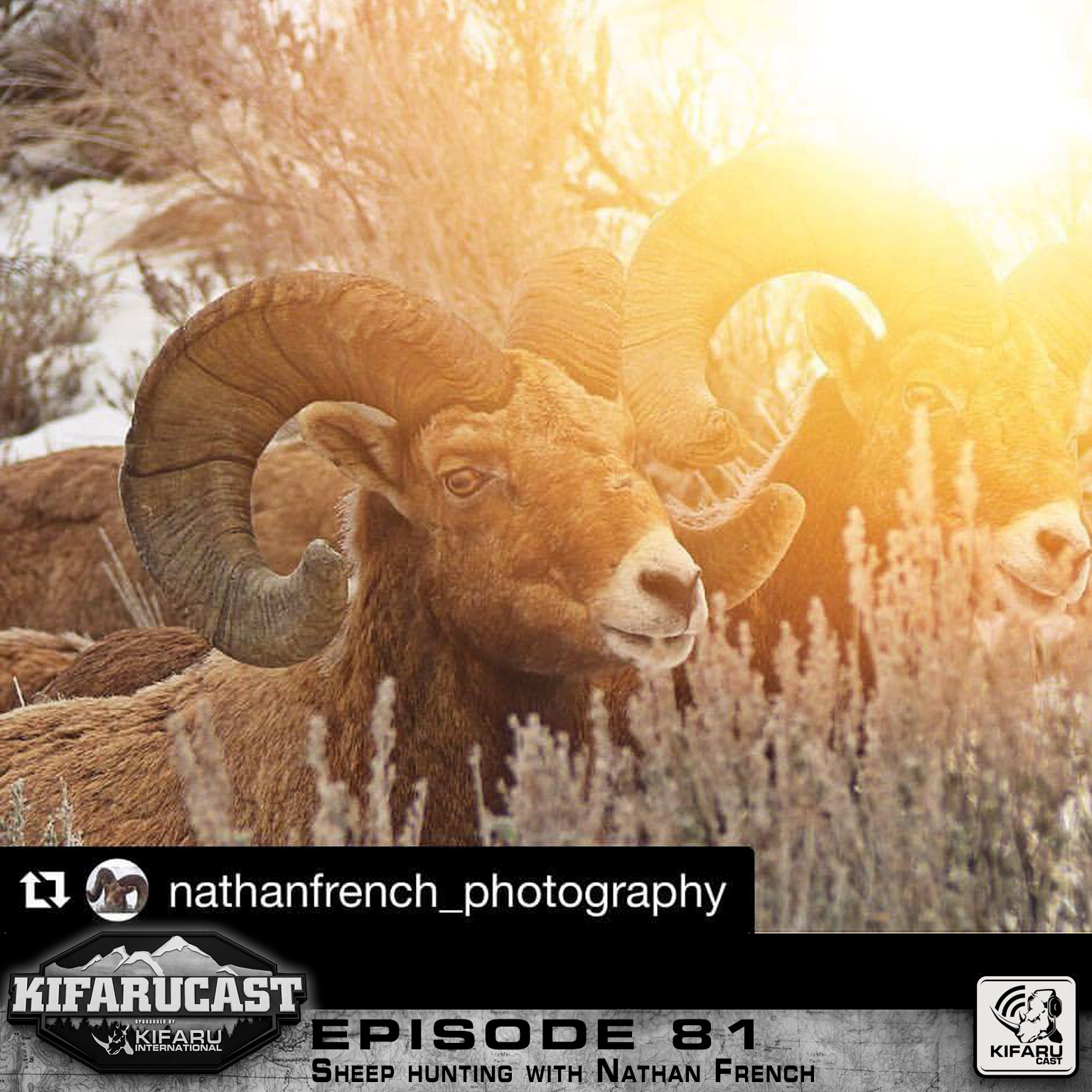 Sheep Hunting With Nathan French