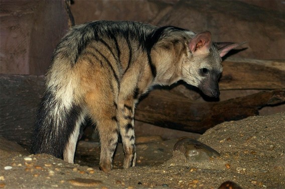 Episode 186: Aardwolf Amazes