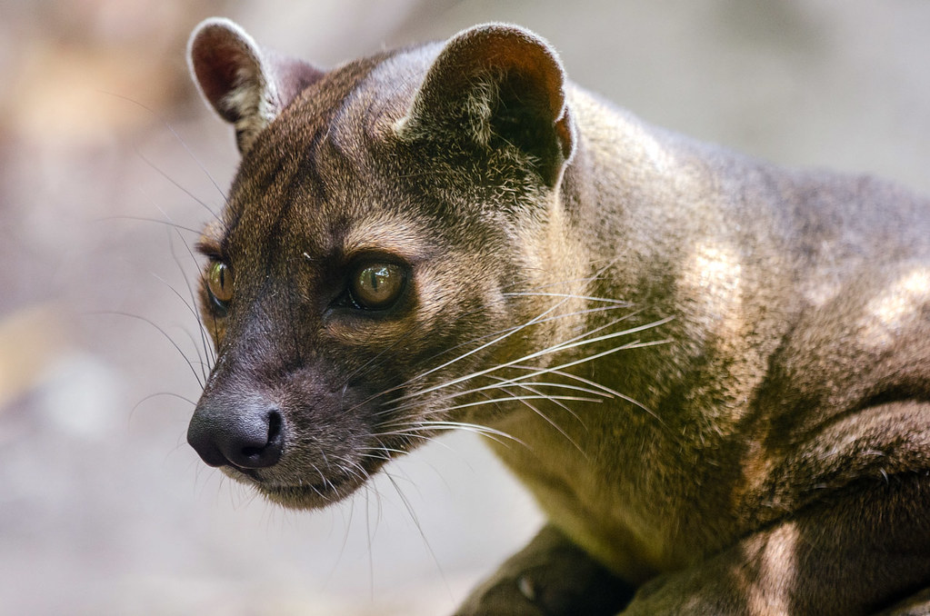 Episode 182: Fossa Fun