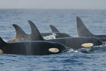 Episode 97: Orca Culture & Behavior, Part II