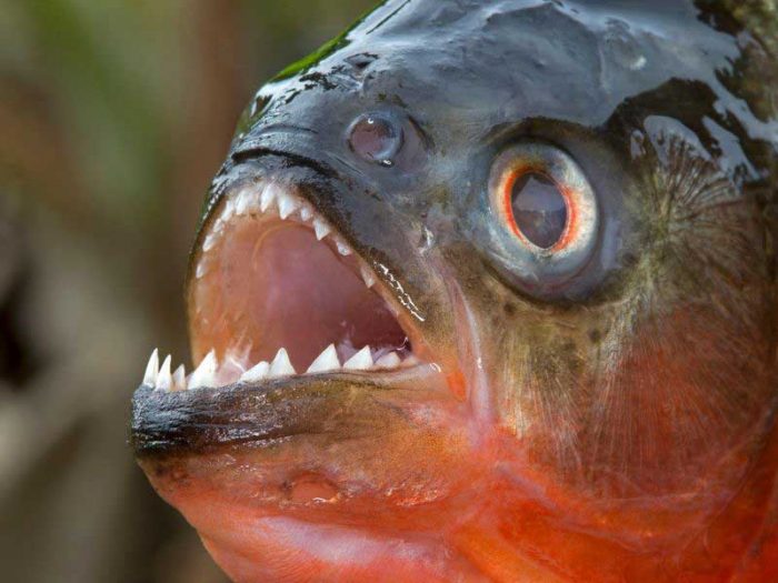 Episode 189: Poco Loco Piranhas