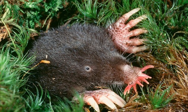 Episode 140: the Strange Star Nosed Mole