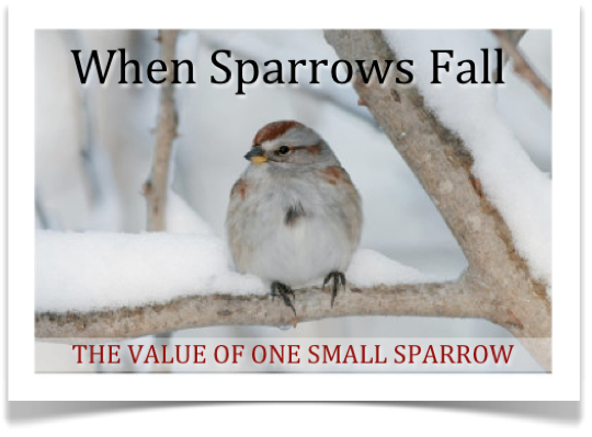 "WHEN SPARROWS FALL" - THE VALUE OF ONE SMALL SPARROW