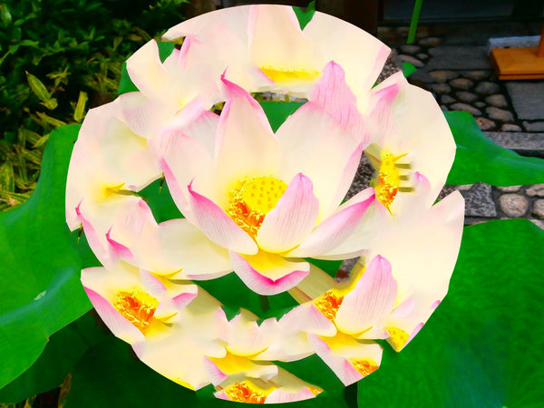 Way of Oneness: A Sangha Podcast