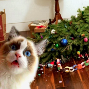 Festive Yuletide Stuff