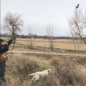 #89 Upland Hunting with the Pointing Retriever