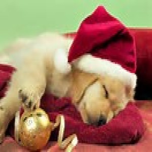 #87 Your Personal Relationship with your Dog 