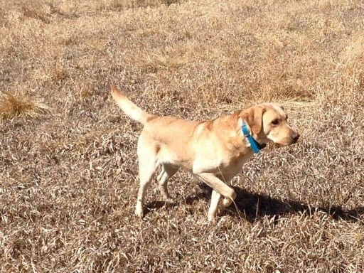 #18 Preparing to Run the Advanced Pointing Retriever Stake